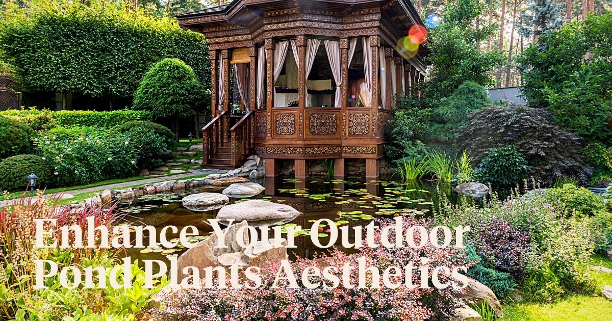 ​Aquatic Plants Perfect for​ Small Outdoor Water Features