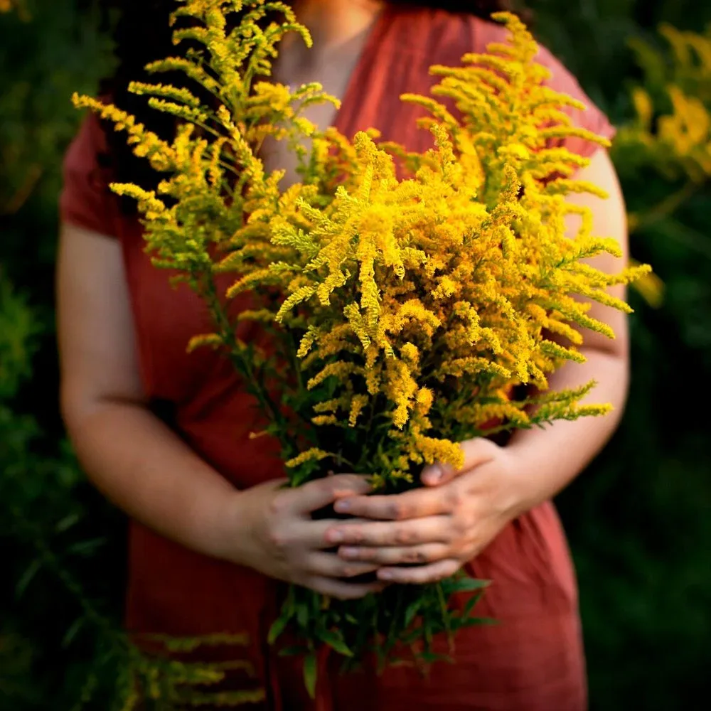 goldenrod plants image 