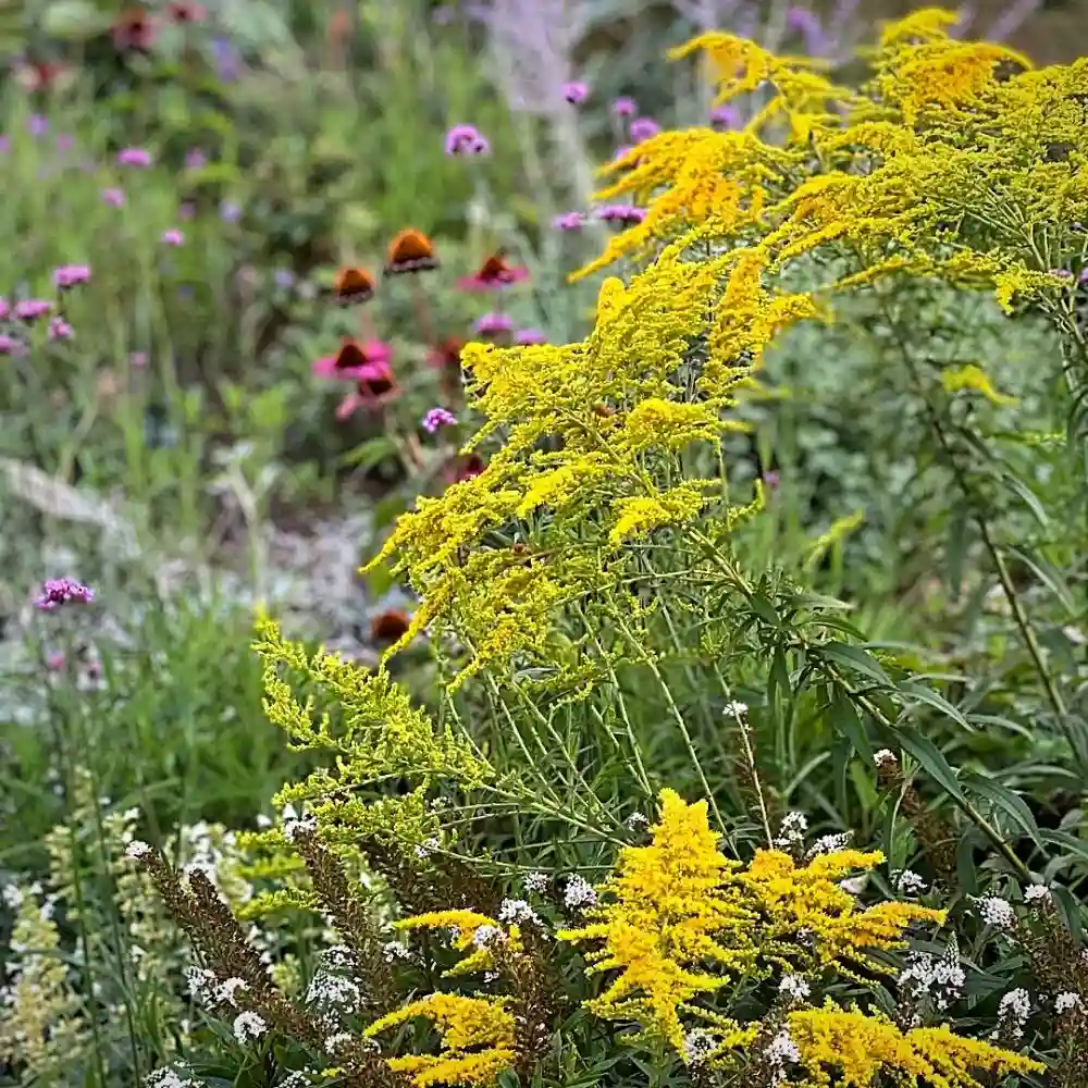 goldenrod plants