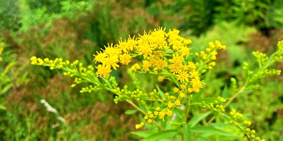 Transform Your Garden with Goldenrod