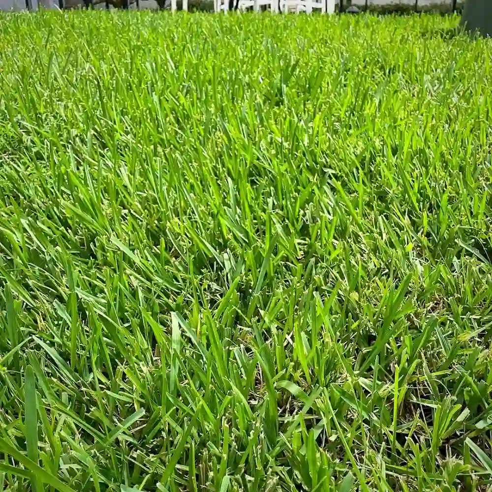 St Augustine grass lawn