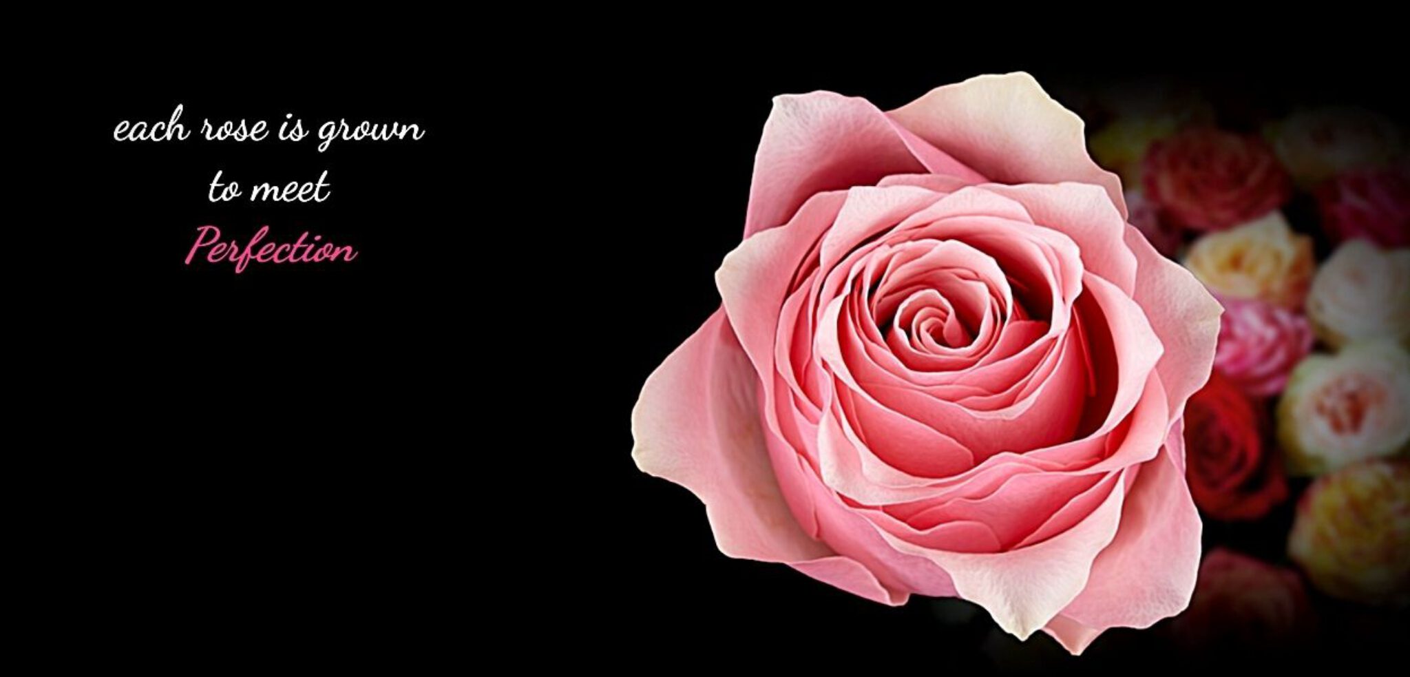 Join the Florist Rose Paradise Decofresh roses on Thursd