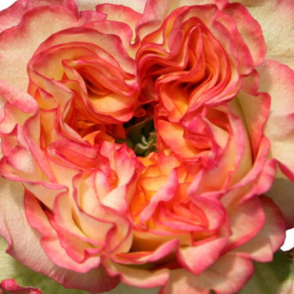 𝐘𝐨𝐮𝐫 𝐞𝐯𝐞𝐫𝐲 𝐝𝐚𝐲 𝐡𝐞𝐫𝐨 Today's hero is rose Aruba Summerhouse of breeder Kordes Rosen With Aruba Summerhouse comes the sun! Your sunshine on your flower display