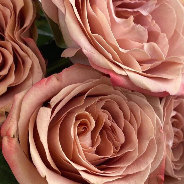 𝐘𝐨𝐮𝐫 𝐞𝐯𝐞𝐫𝐲 𝐝𝐚𝐲 𝐡𝐞𝐫𝐨 Meet rose Cappuccino of breeder TantauRoses Benelux a vintage beauty which makes your day prettier than your first morning cup of coffee.
