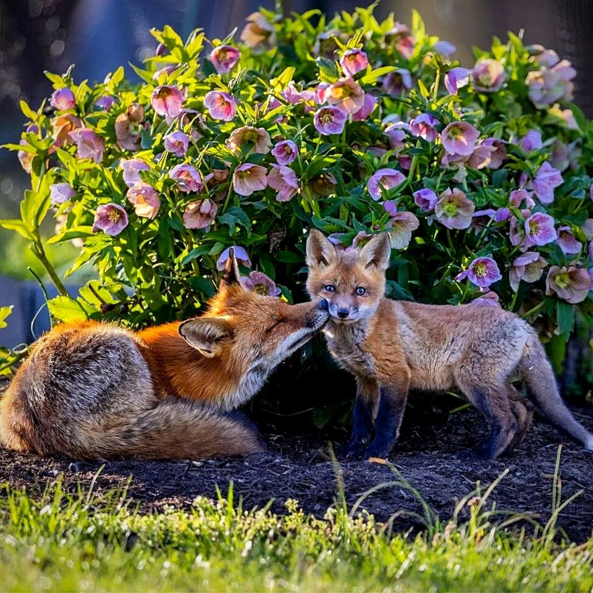 Wildlife Gardening Brings a Vibrant Ecosystem Into Your Backyard