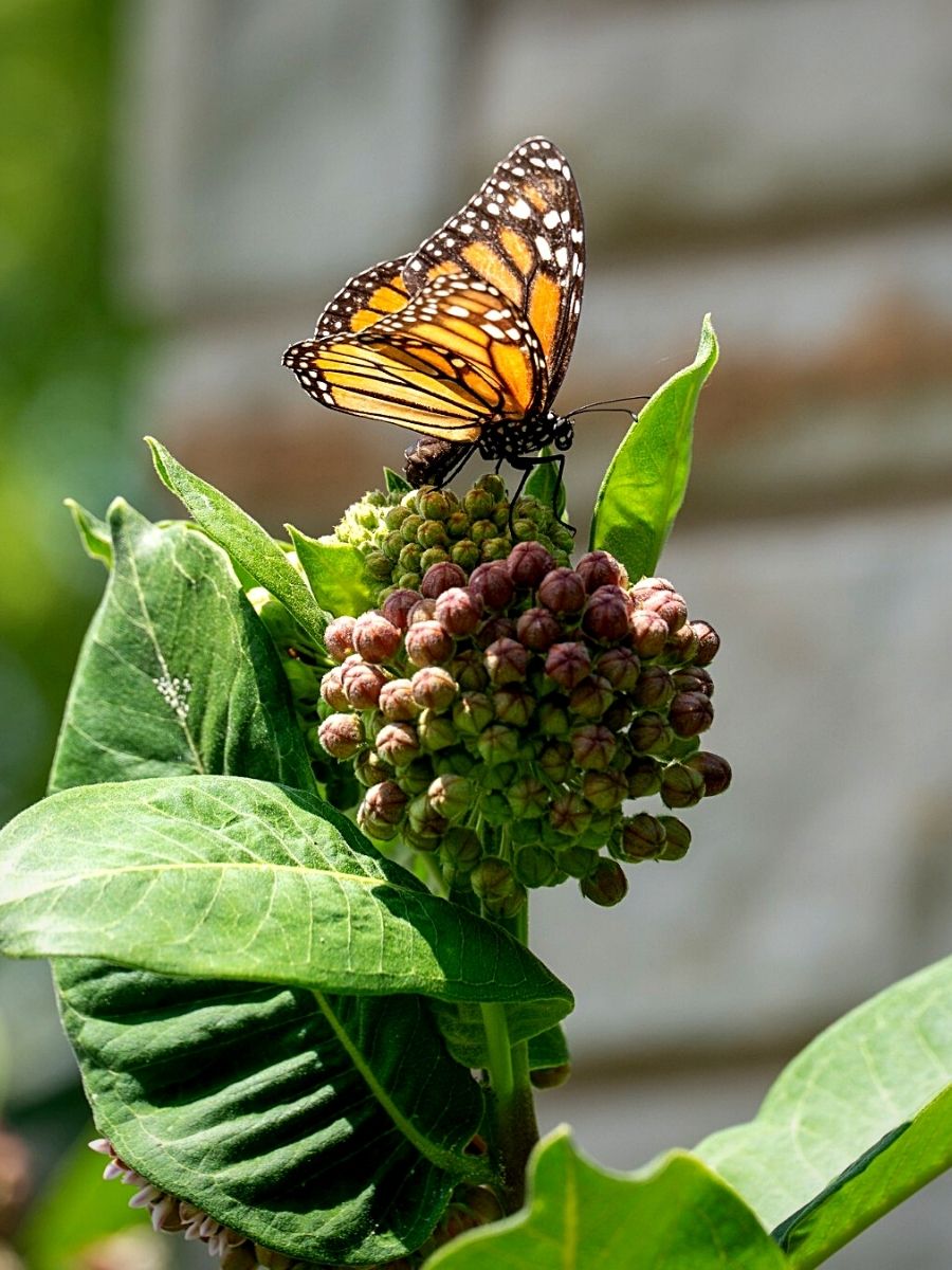 Wildlife Gardening Brings a Vibrant Ecosystem Into Your Backyard