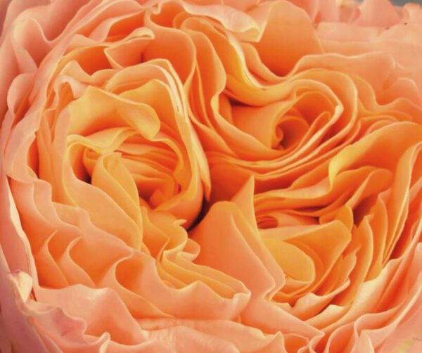 𝐍𝐄𝐖! 𝓡𝓸𝓼𝓮 𝑰𝒎𝒂𝒈𝒊𝒏𝒆 As a loyal follower of Decofresh you will be the first witness of our latest novelty. We proudly introduce you, rose Imagine of breeder Dümmen Orange EU