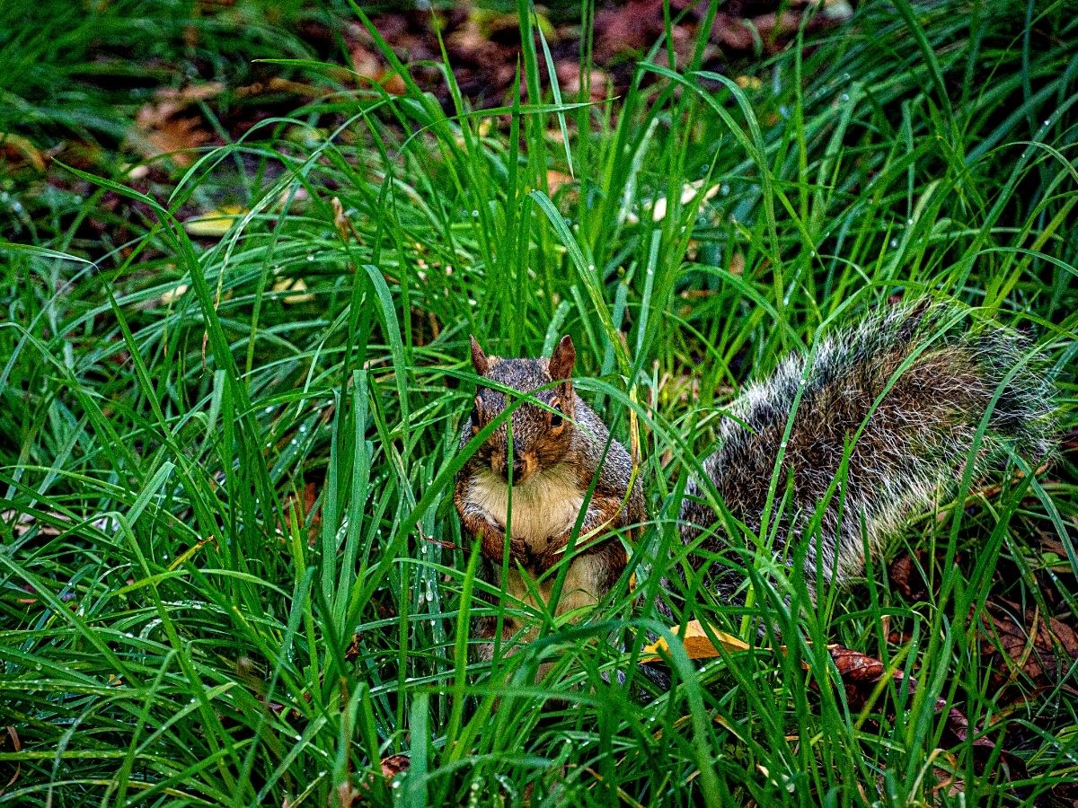 Wildlife Gardening Brings a Vibrant Ecosystem Into Your Backyard