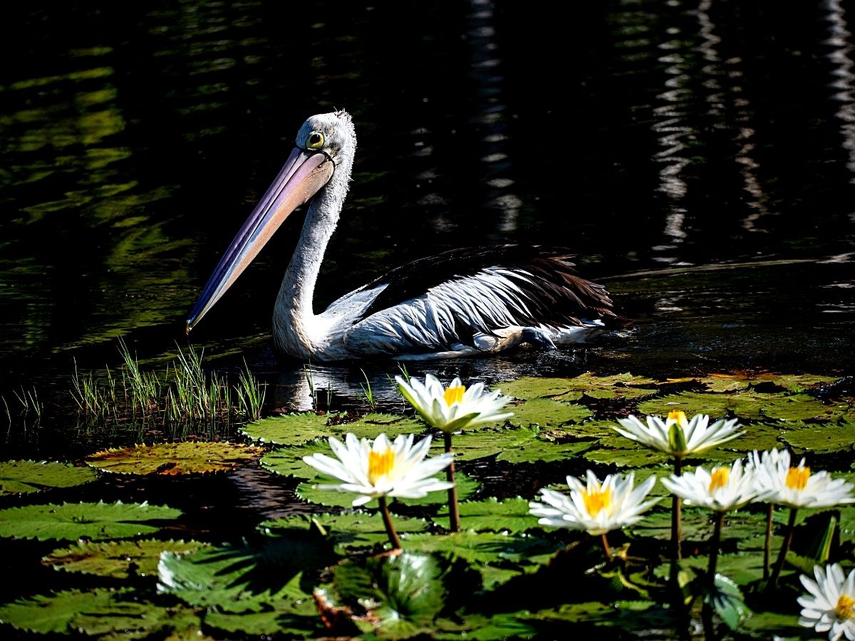 Wildlife Gardening Brings a Vibrant Ecosystem Into Your Backyard