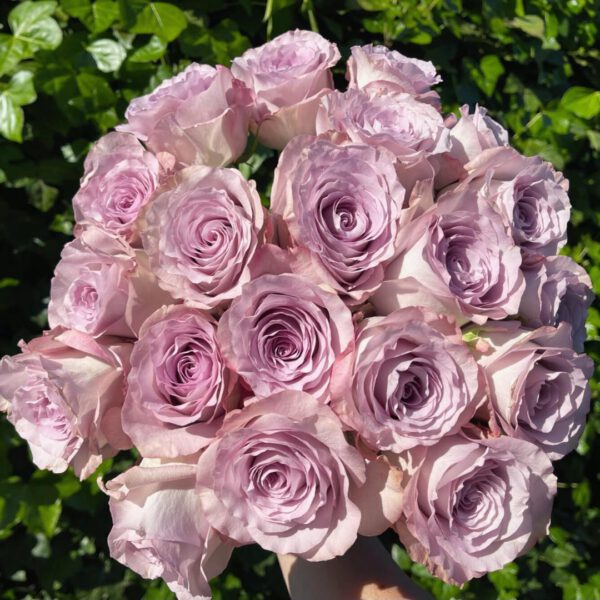 𝐎𝐧𝐞-𝐨𝐟-𝐚-𝐤𝐢𝐧𝐝 Rose Glamorous. A vintage lilac pink beauty, which perfectly fits to a tender and delicate ‘glamorous’ style.