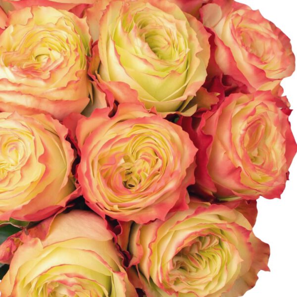 𝐈𝐧 𝐡𝐢𝐠𝐡 𝐝𝐞𝐦𝐚𝐧𝐝 Right now is rose Adventure of breeder JAN SPEK ROZEN A rose an amazing shape which deserves to be in the spotlight and on your flower display.