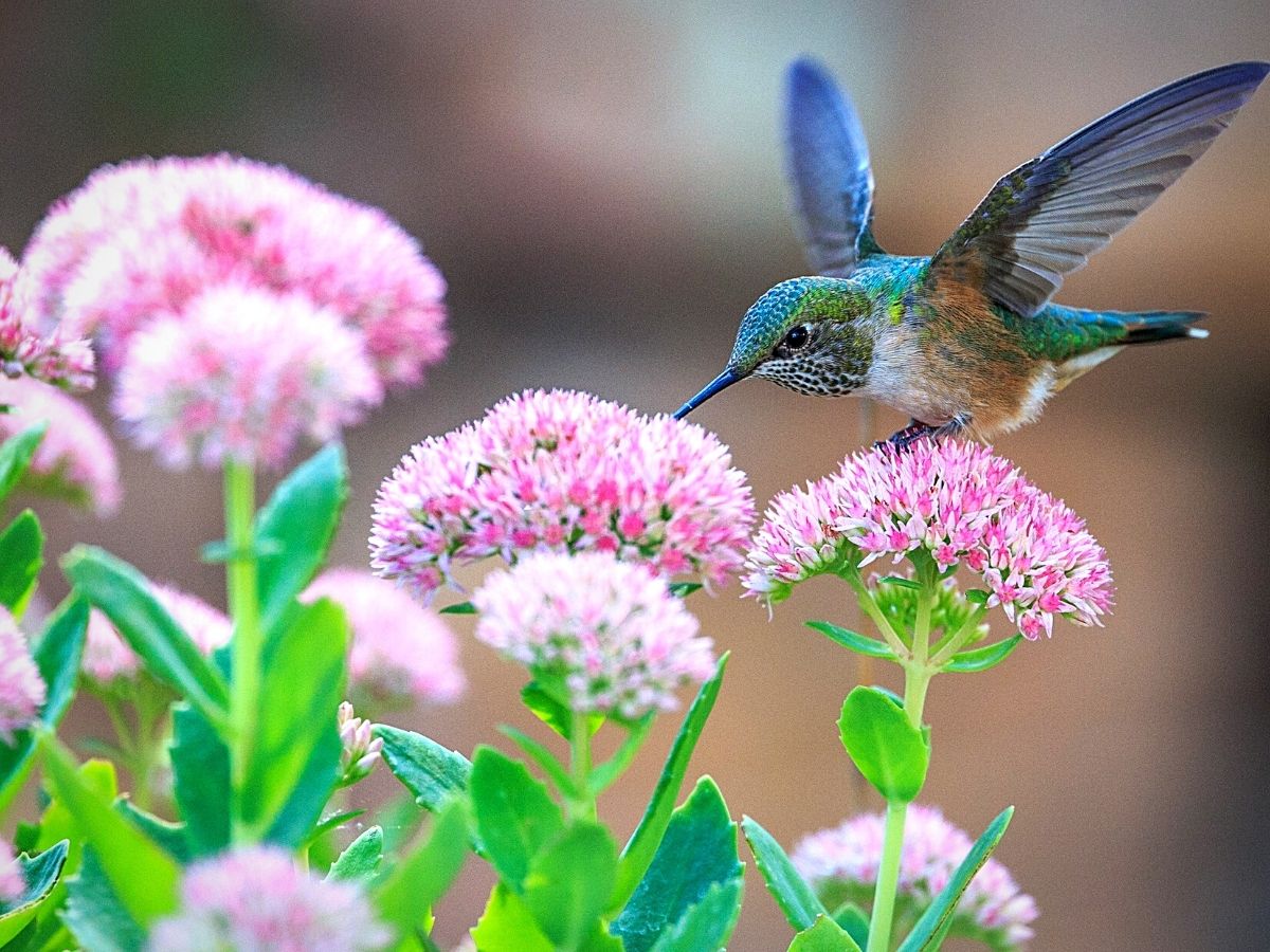 Wildlife Gardening Brings a Vibrant Ecosystem Into Your Backyard