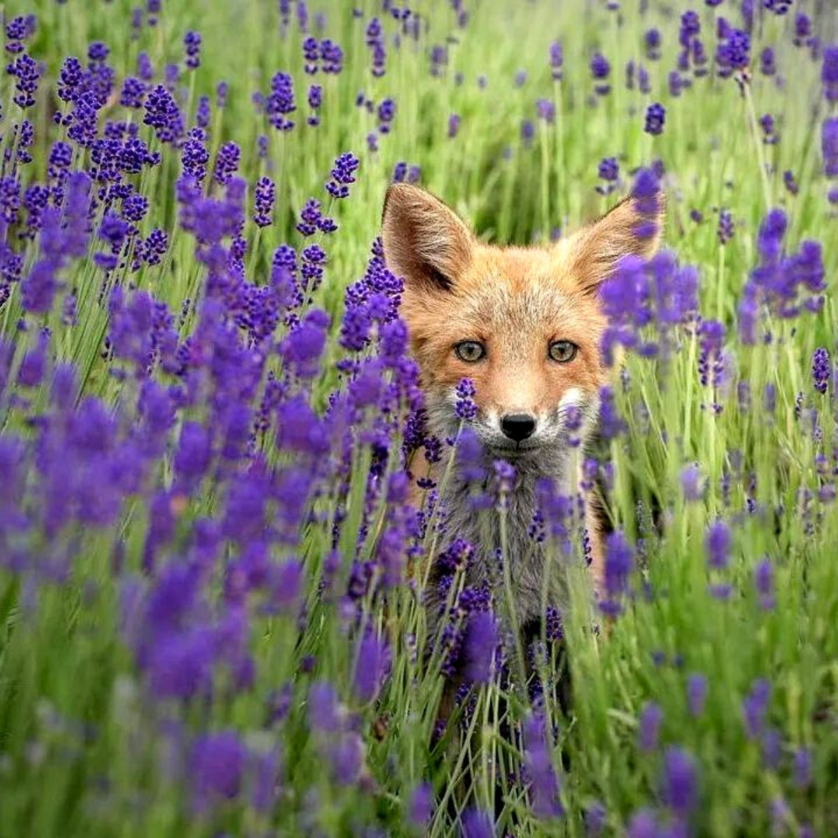 Wildlife Gardening Brings a Vibrant Ecosystem Into Your Backyard