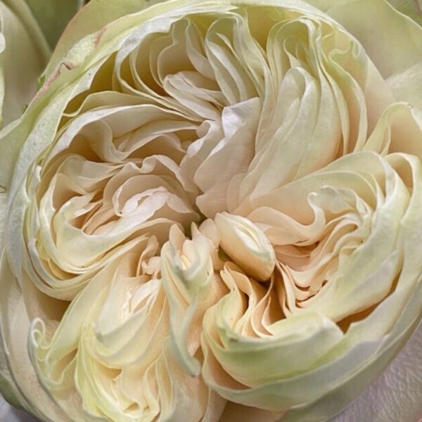 𝐈𝐧 𝐡𝐢𝐠𝐡 𝐝𝐞𝐦𝐚𝐧𝐝 Right now is rose White Kahala of breeder Brown Breeding A beautiful white rose with an amazing shape which deserves to be in the spotlight and on your flower display.
