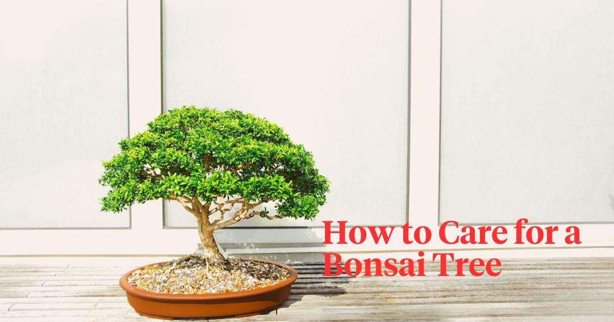 Indoor Bonsai Tree
