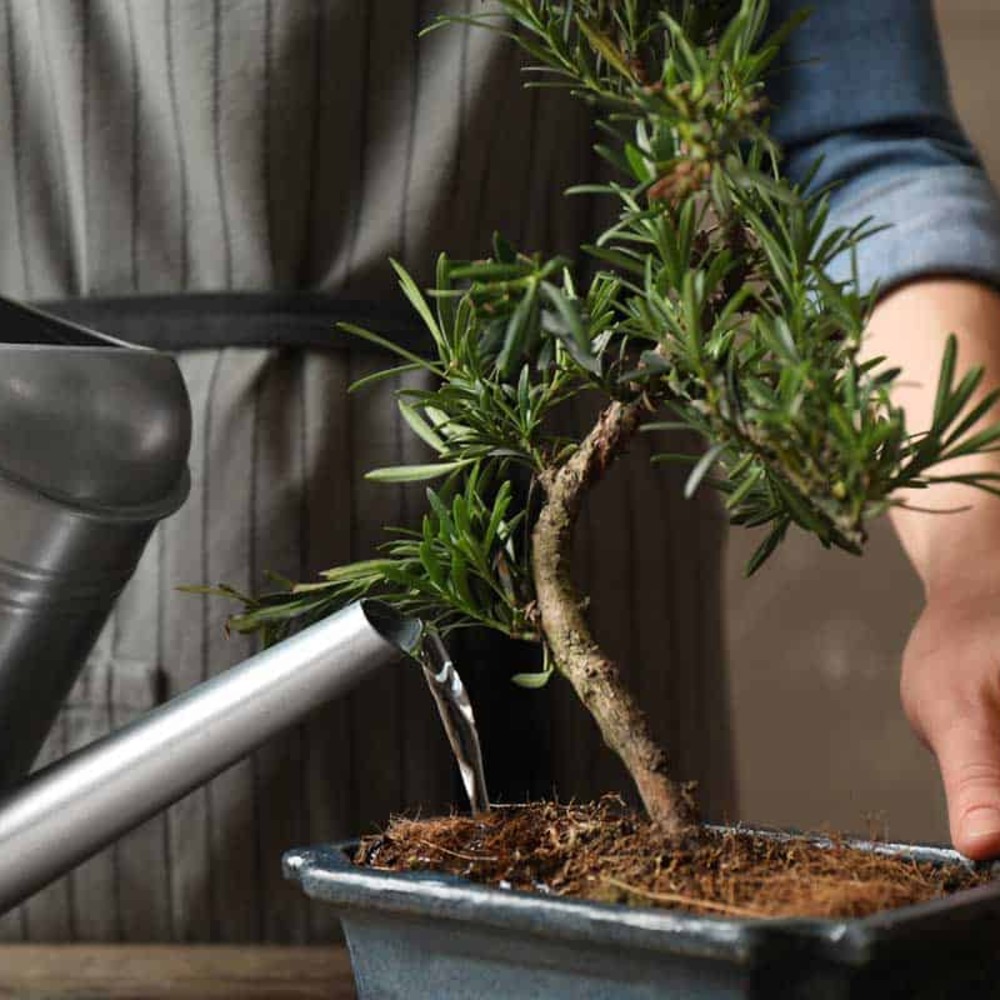 indoor bonsai tree