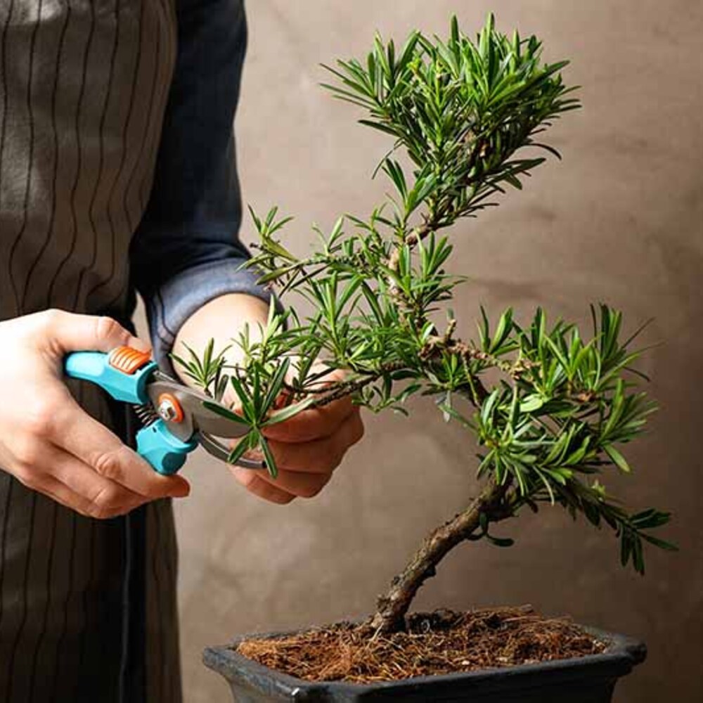 Shaping to bonsai tree Shaping to bonsai tree