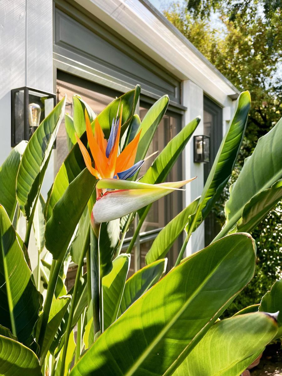 Front door plants