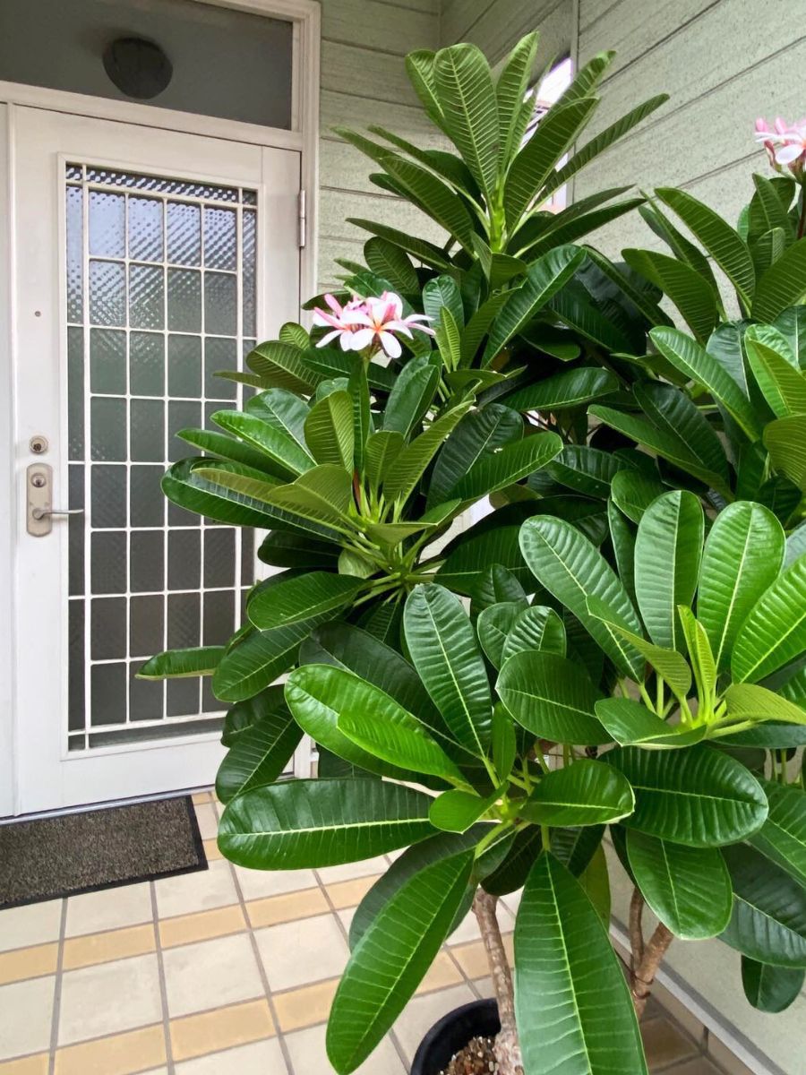 Front door plants