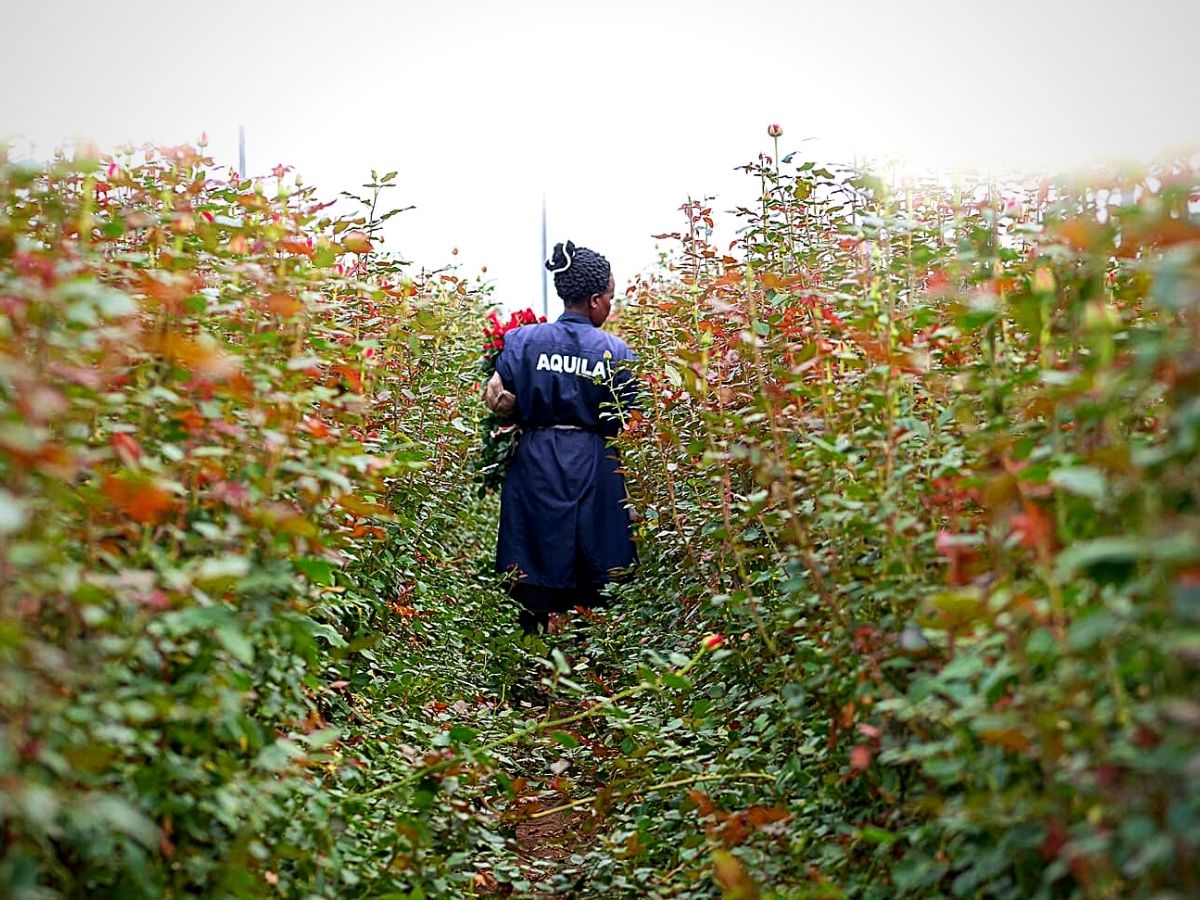 ​Naivasha​, the​ Capital of Kenya's​ Flower Industry