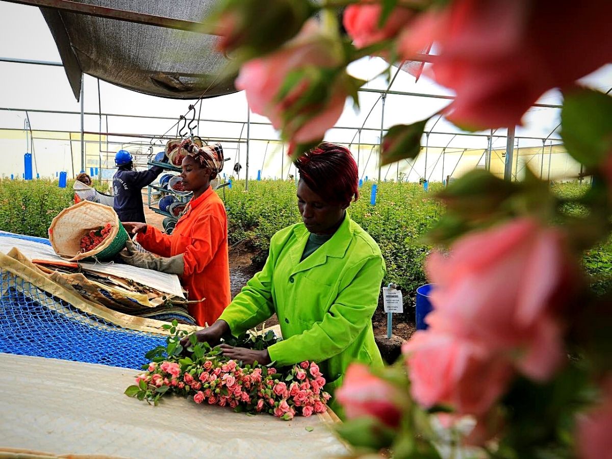 ​Naivasha​, the​ Capital of Kenya's​ Flower Industry