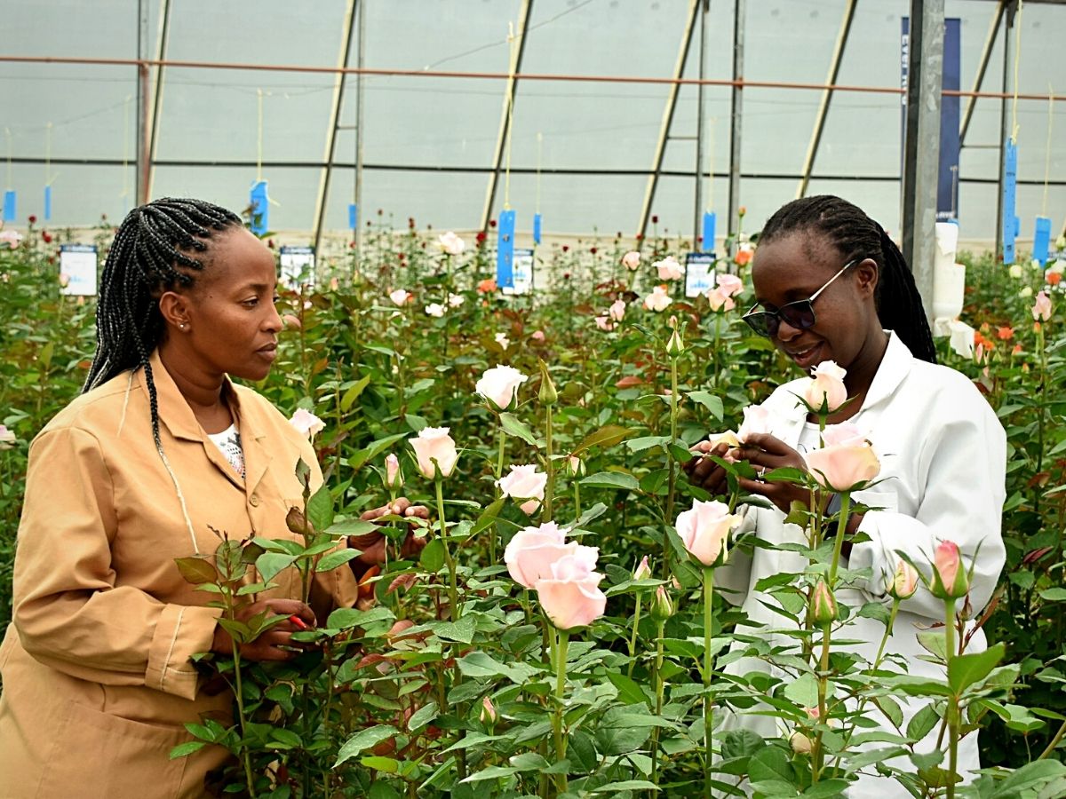 ​Naivasha​, the​ Capital of Kenya's​ Flower Industry