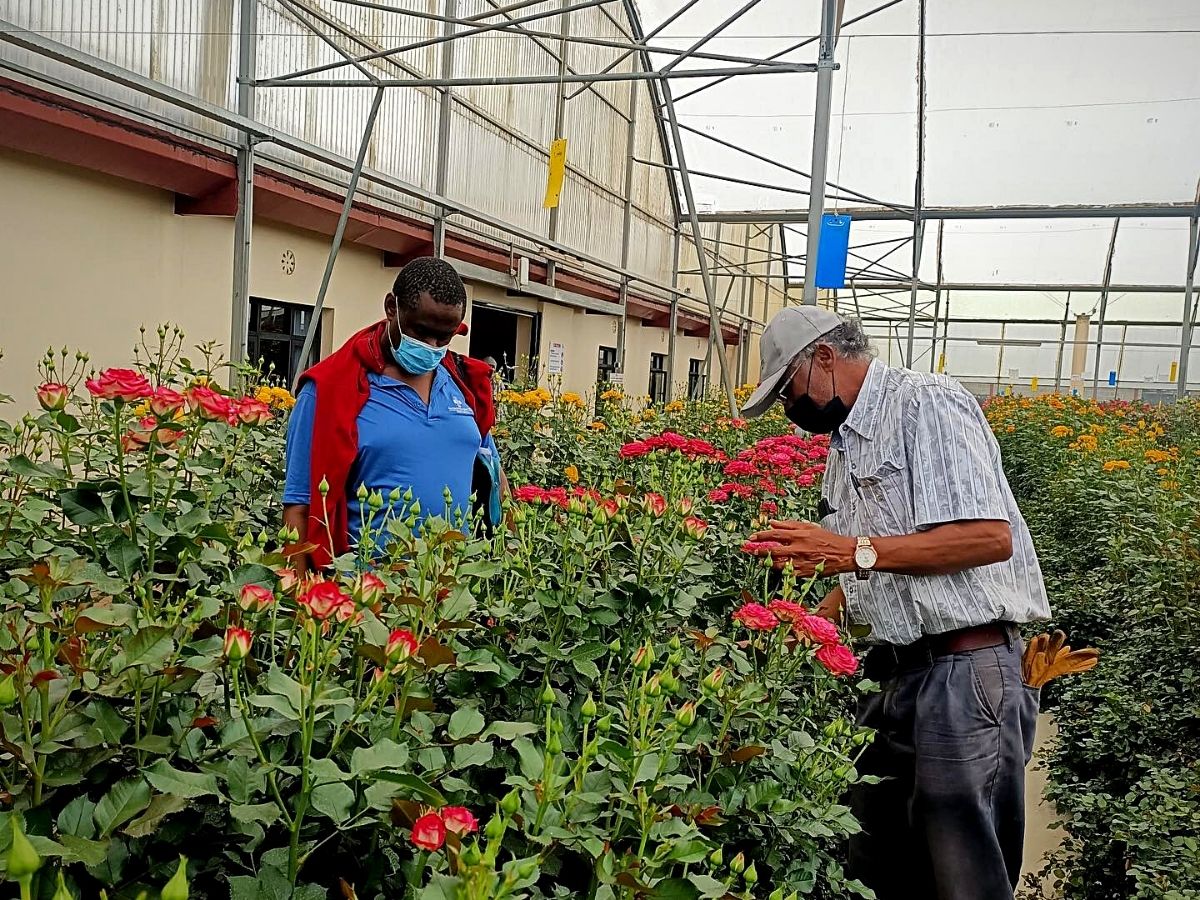 ​Naivasha​, the​ Capital of Kenya's​ Flower Industry