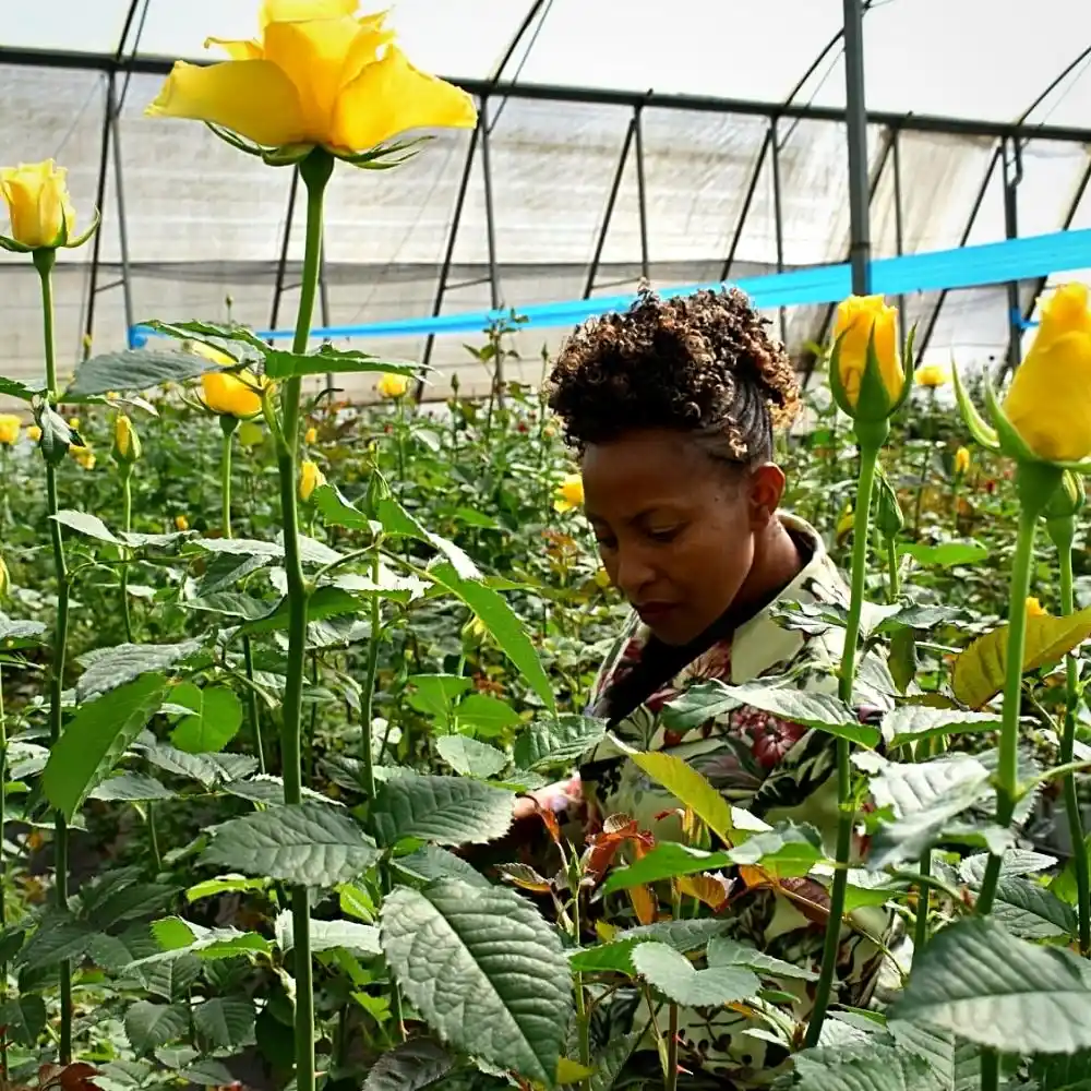 ​Naivasha​ is dubbed the​ capital of Kenya's​ flower industry.