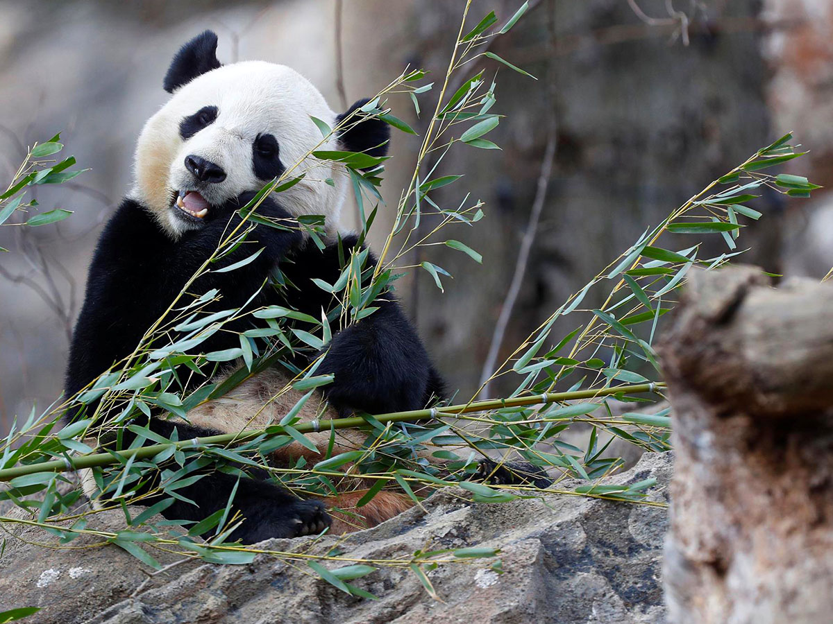 Panda eating bamboo