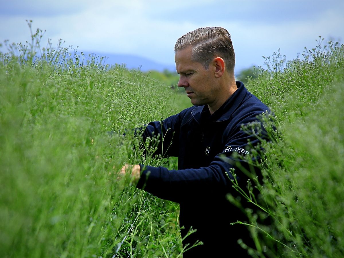 Klaver Flowers tips for caring for gypsophila flowers