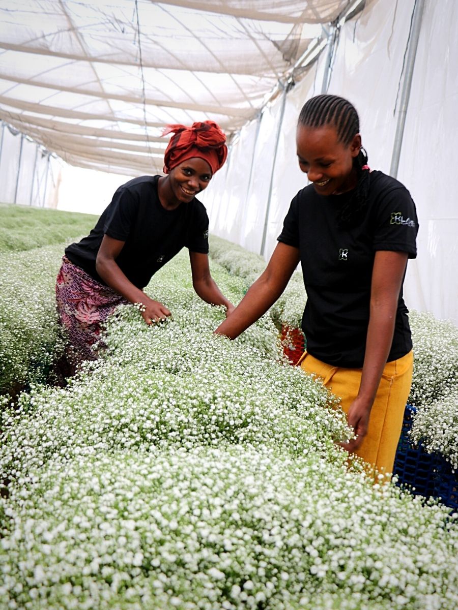 Klaver Flowers tips for caring for gypsophila flowers