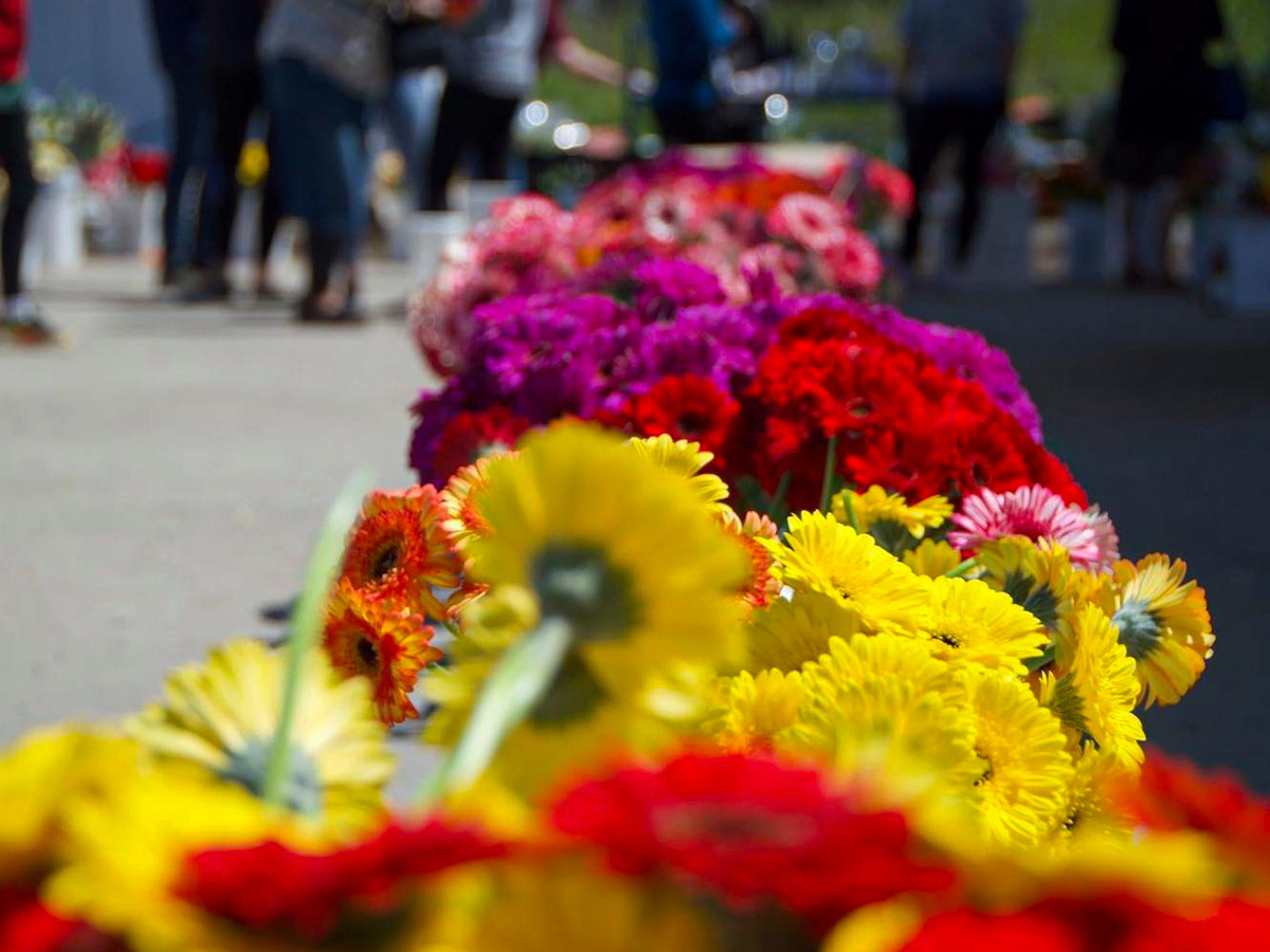 Ocean Breeze Farms gerbera mix