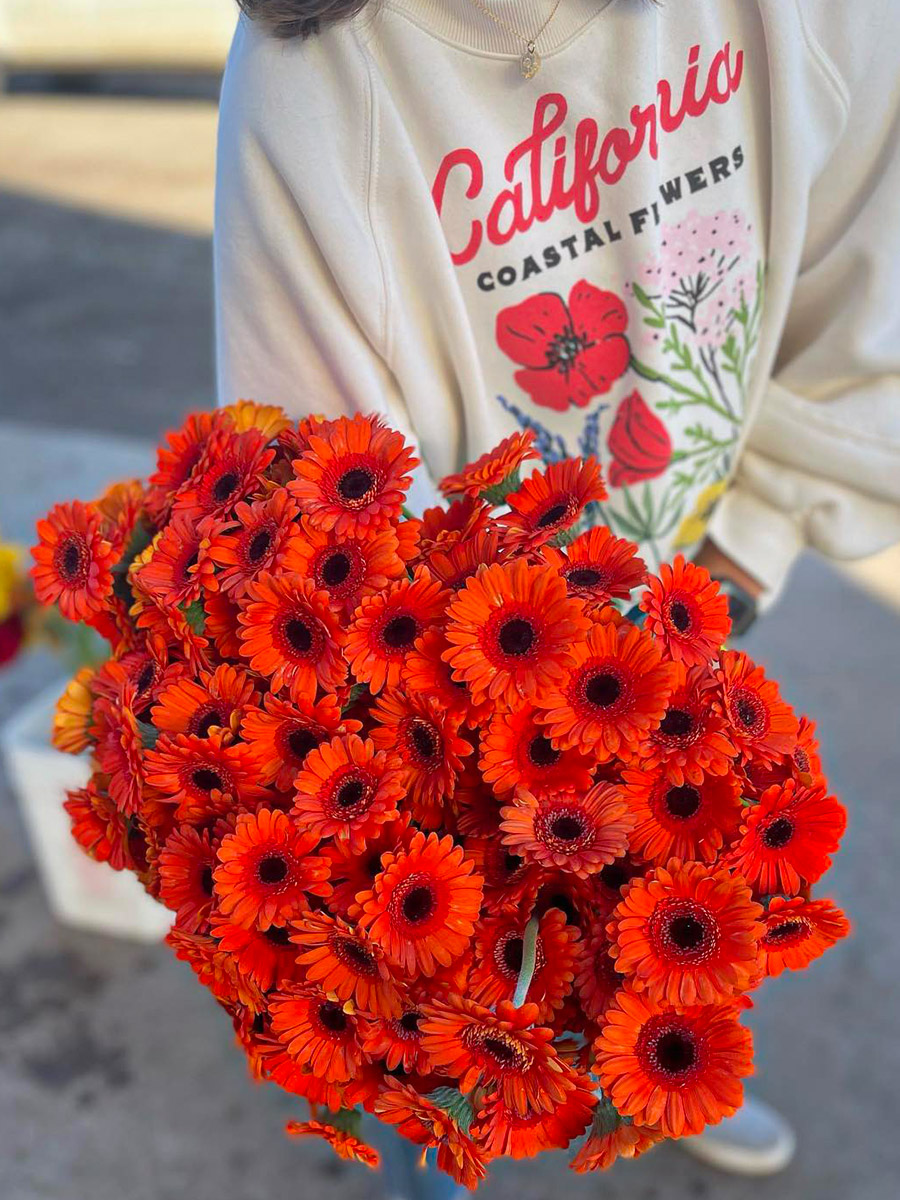 Ocean Breeze Farms orange gerberas