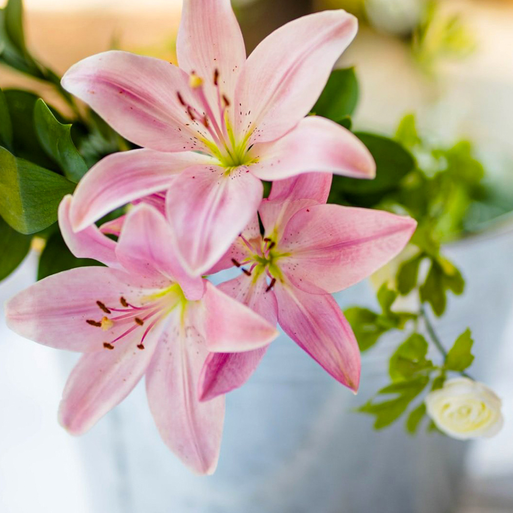 Ocean Breeze Farms pink lilies