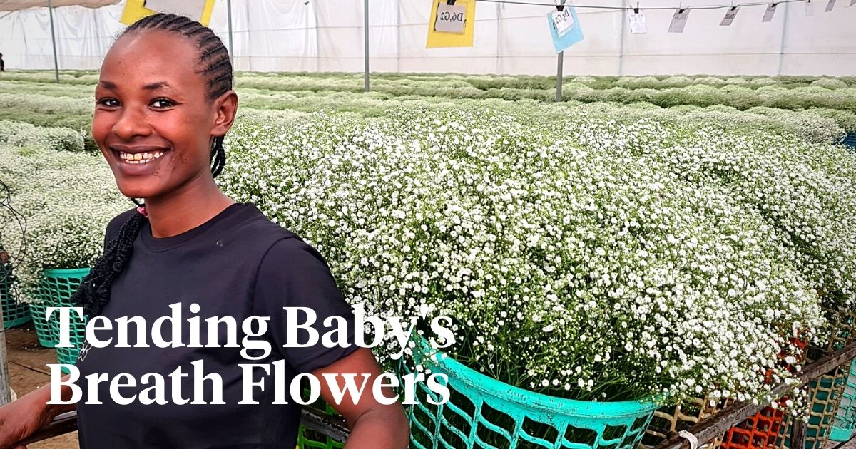Care Tips for the Charming Gypsophila Flowers