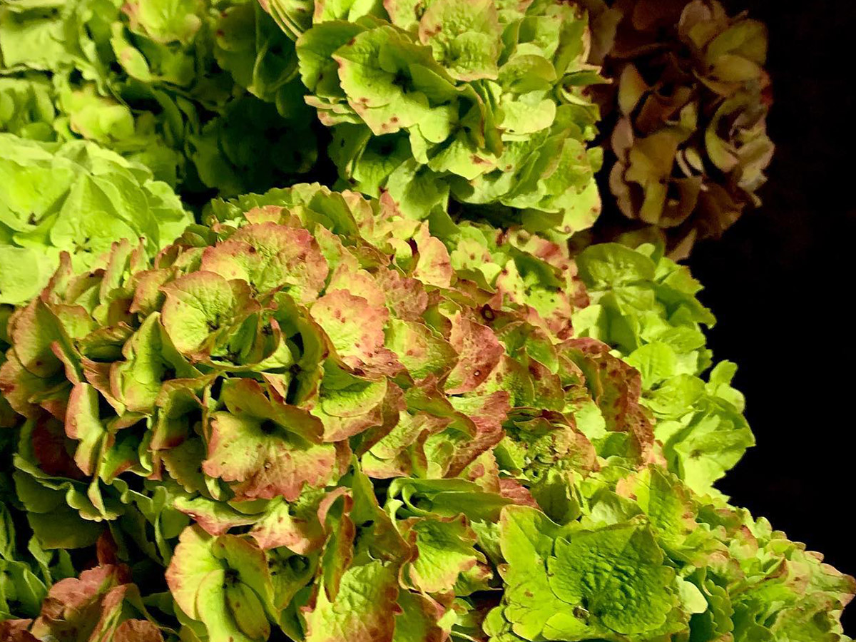 Ocean Breeze Farms hydrangea