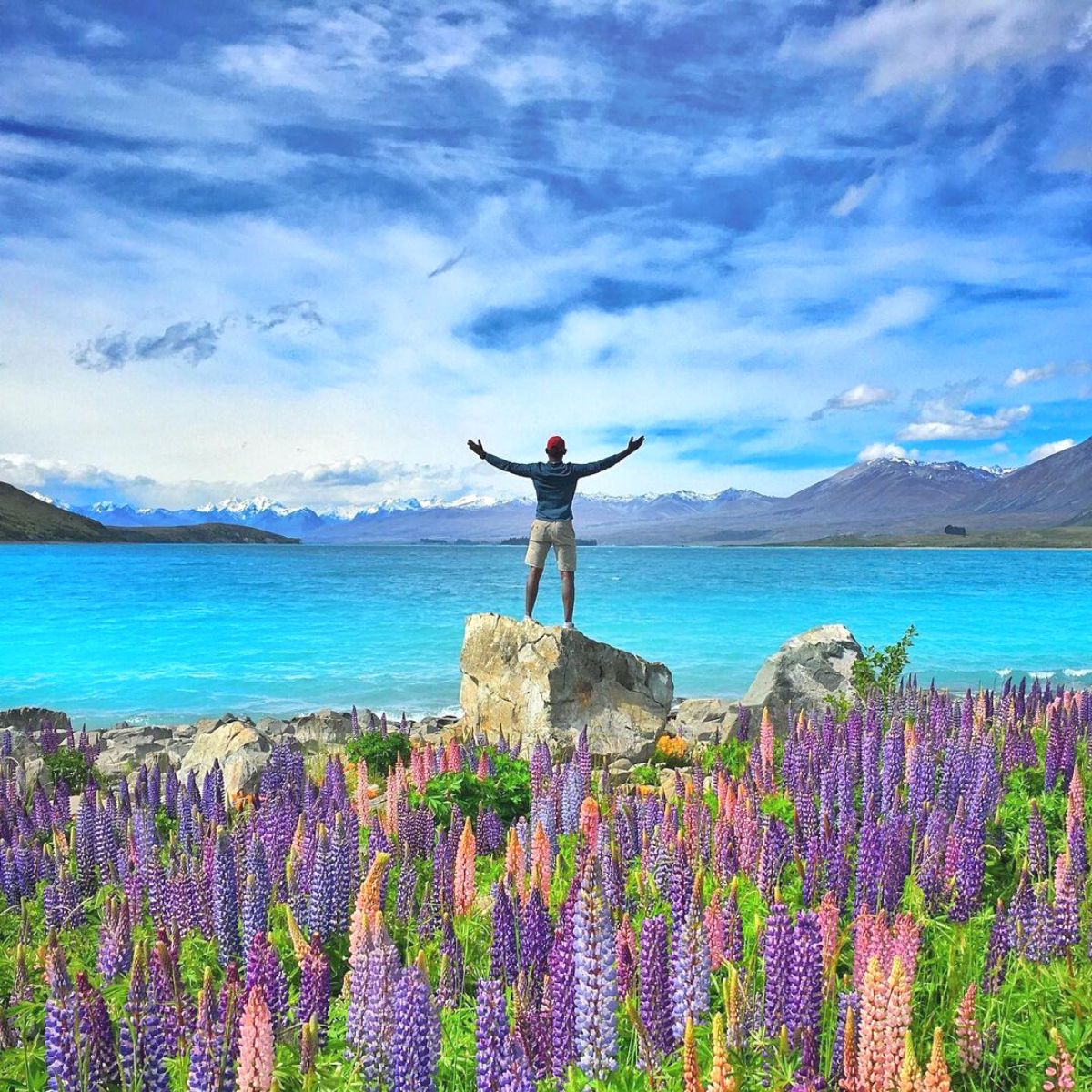 Lupin flowers by a lake in New Zealand region