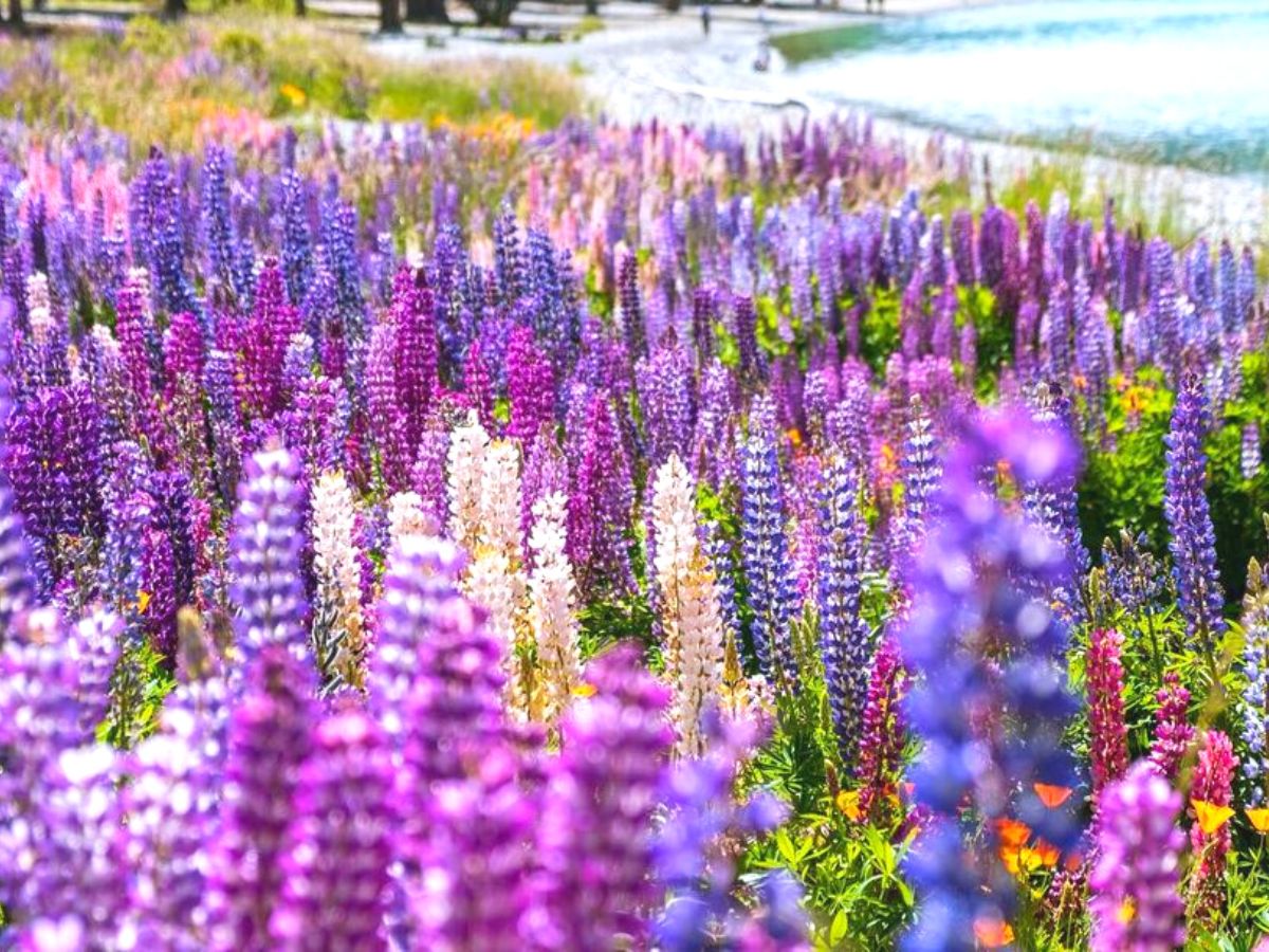 Vivid colors of lupin flowers