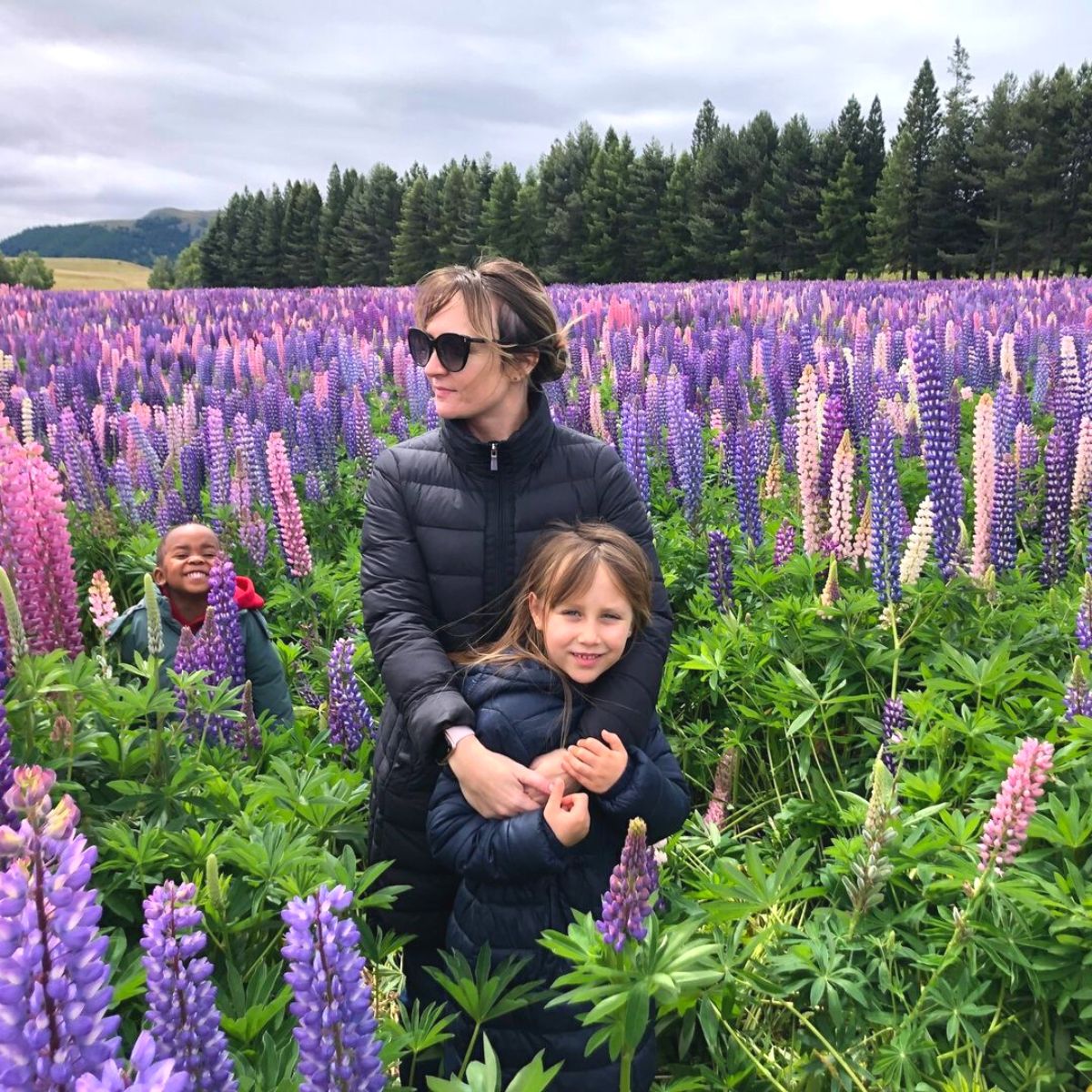 Lupin flowers are a tourist attraction