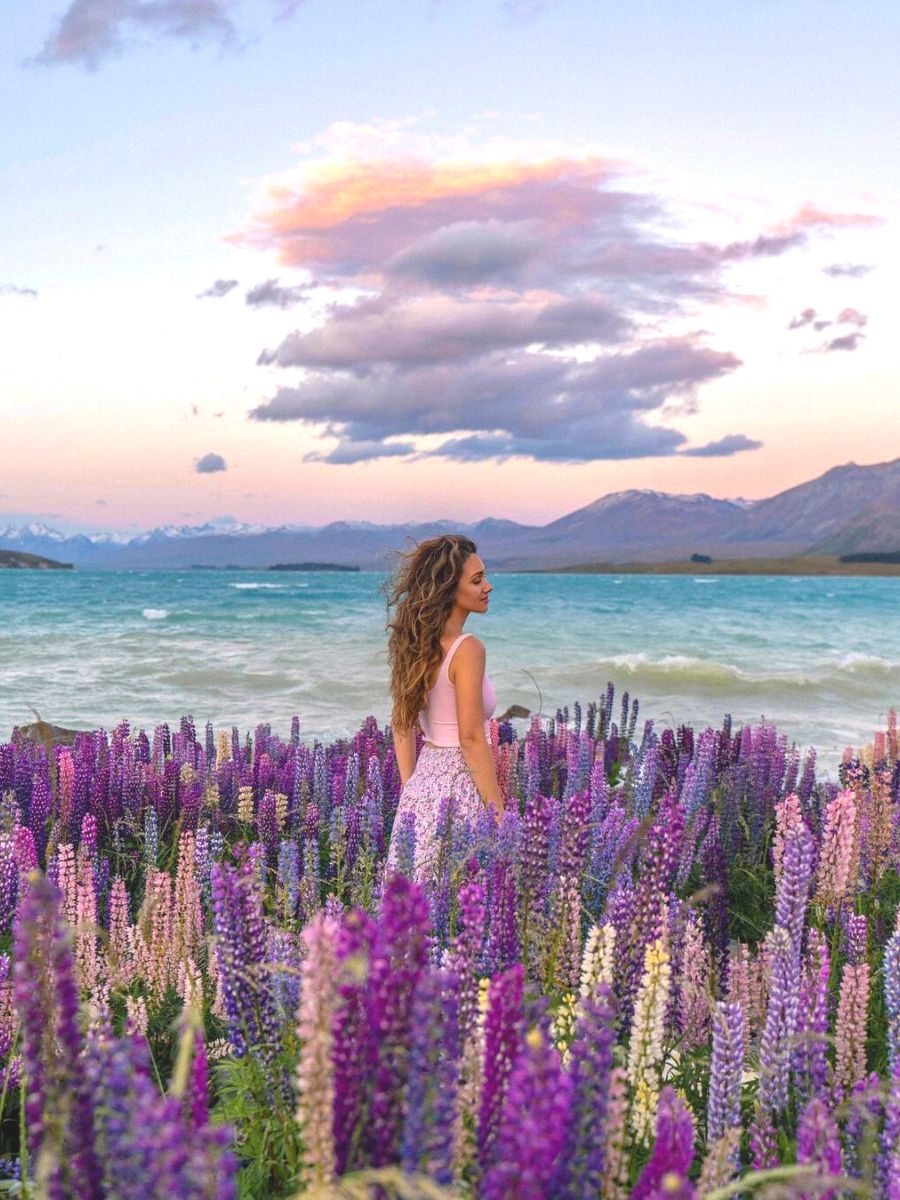 Panoramic view with lupin flowers all around