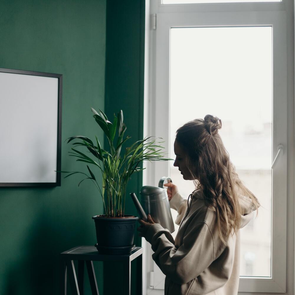 watering to Indoor plant by lady