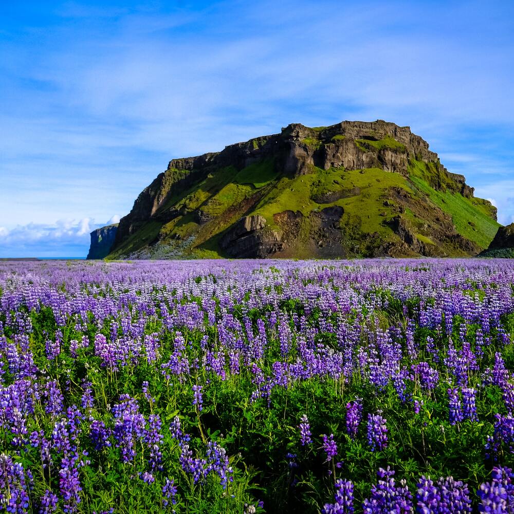 Wilflower with mountain view