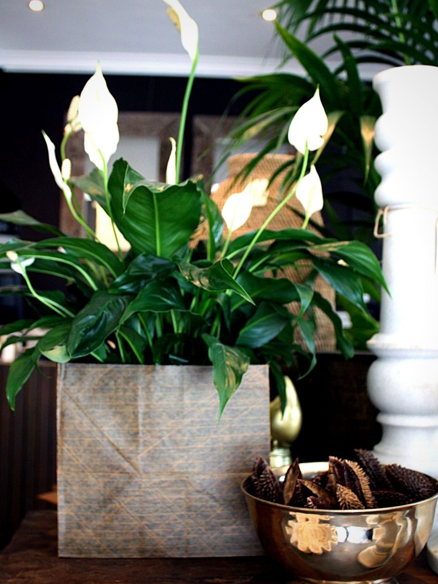 A List of 10 Ideal Plants for a Yoga Room - Article onThursd