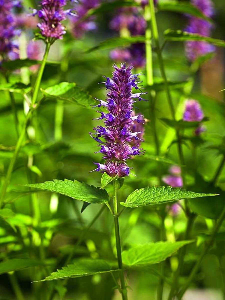 Plants and Flowers Ideal for Improving Inner Peace and Meditation