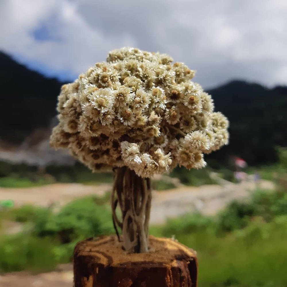 Edelweiss flower