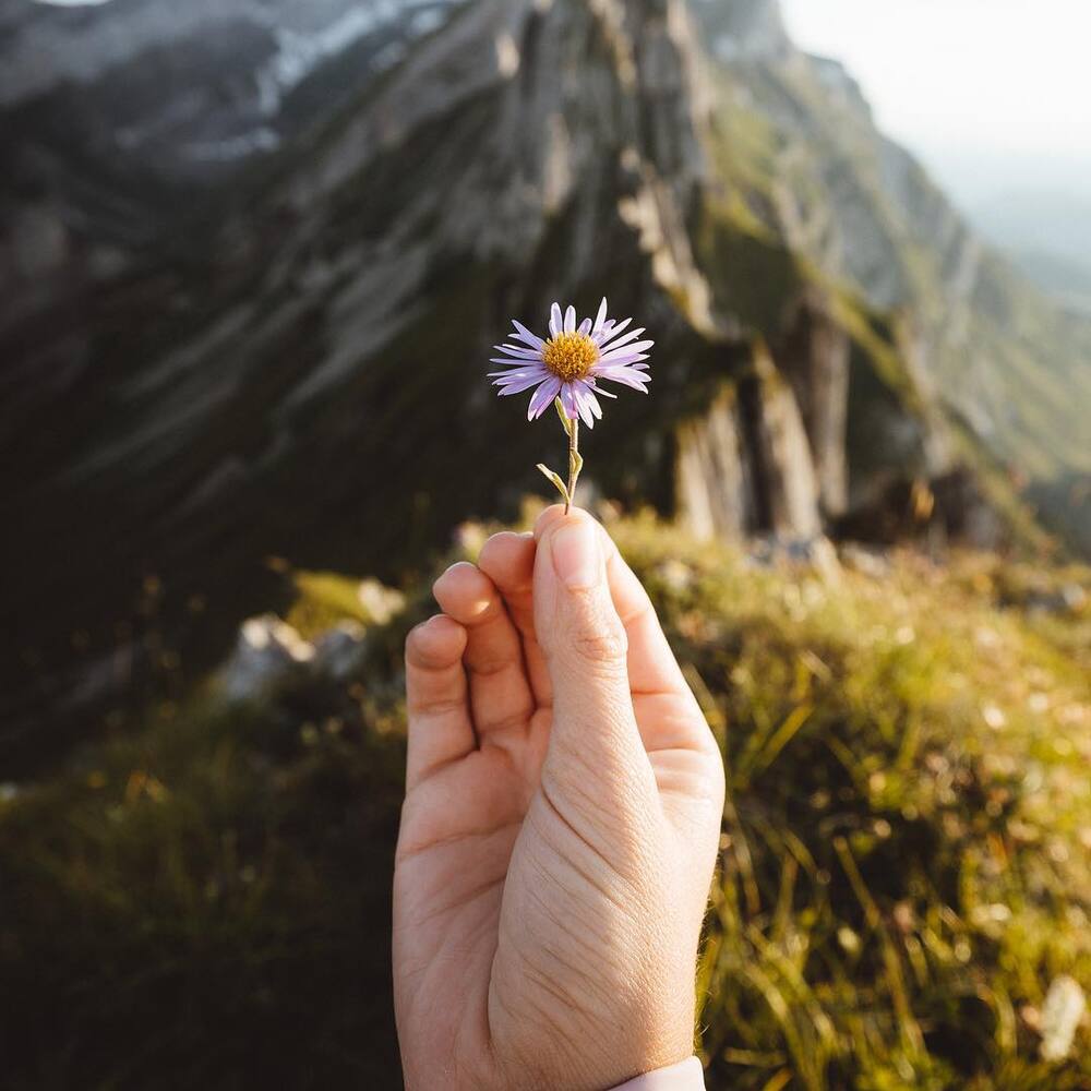 Alpine aster flower with mountain 