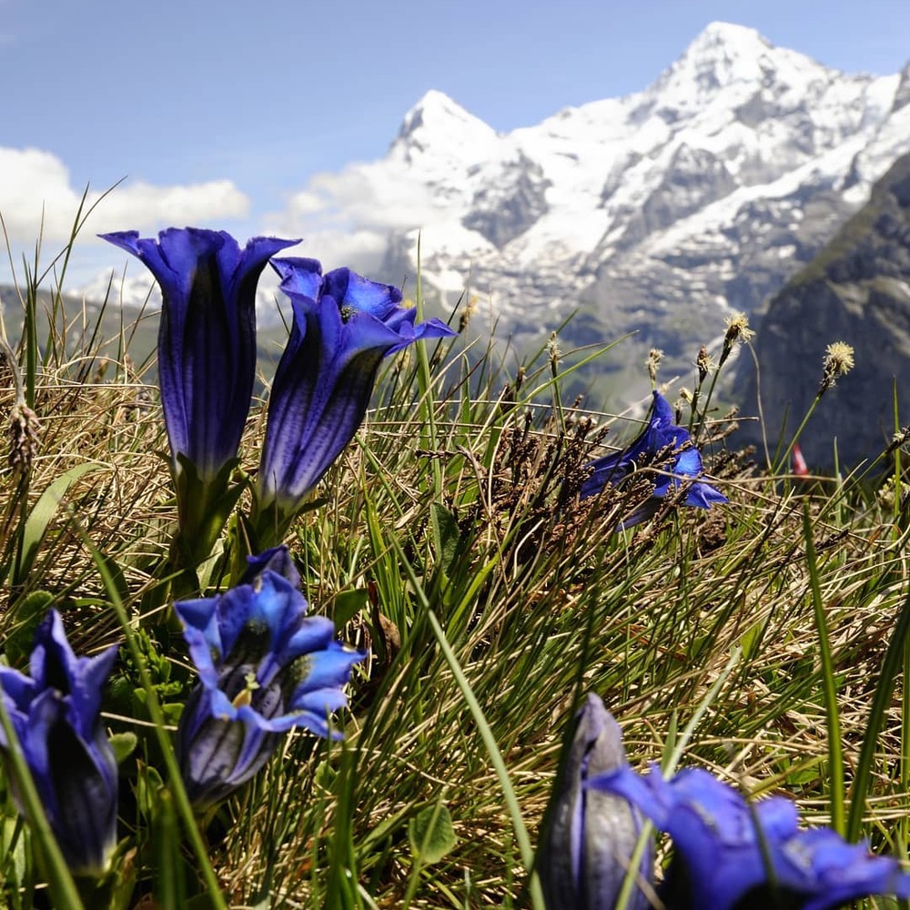 Gentians Flower with mountain view