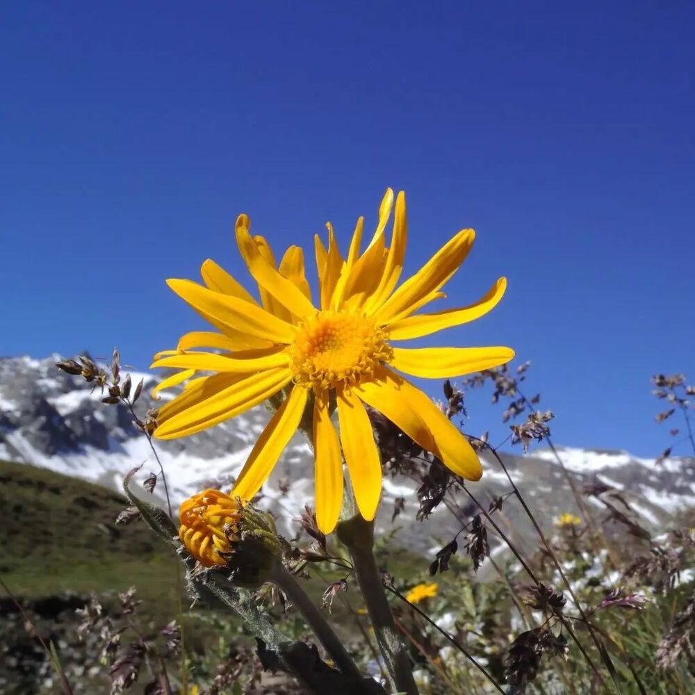 Alpine Arnica flower with mountain view