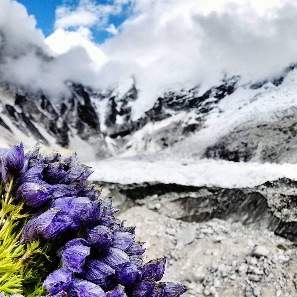 Purple Alpine flowers