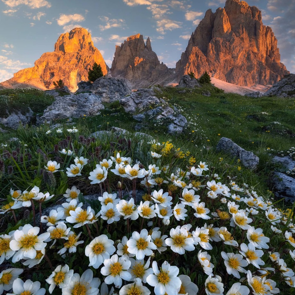 Mountain avens flowers 